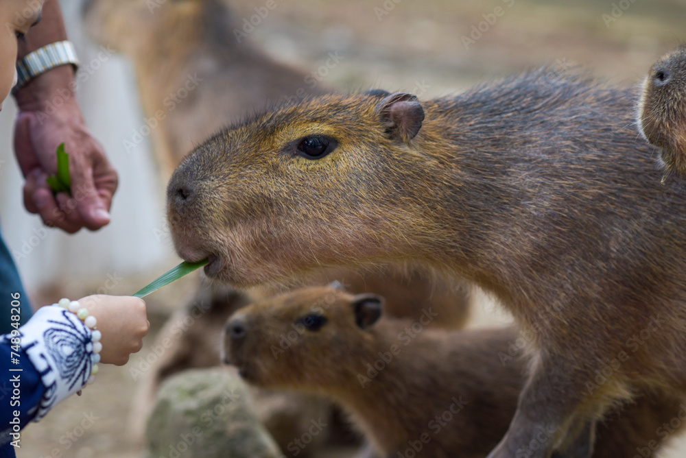 The Capybara, the most friendly giant animal The Capybara, the most friendly giant animal