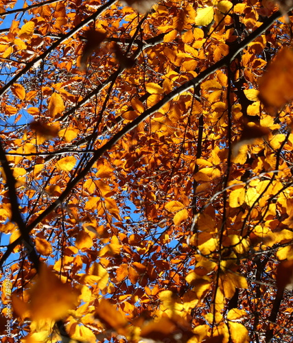 autumnal background with yellow and red like fiery  leaves on tree branches ready to fall photo