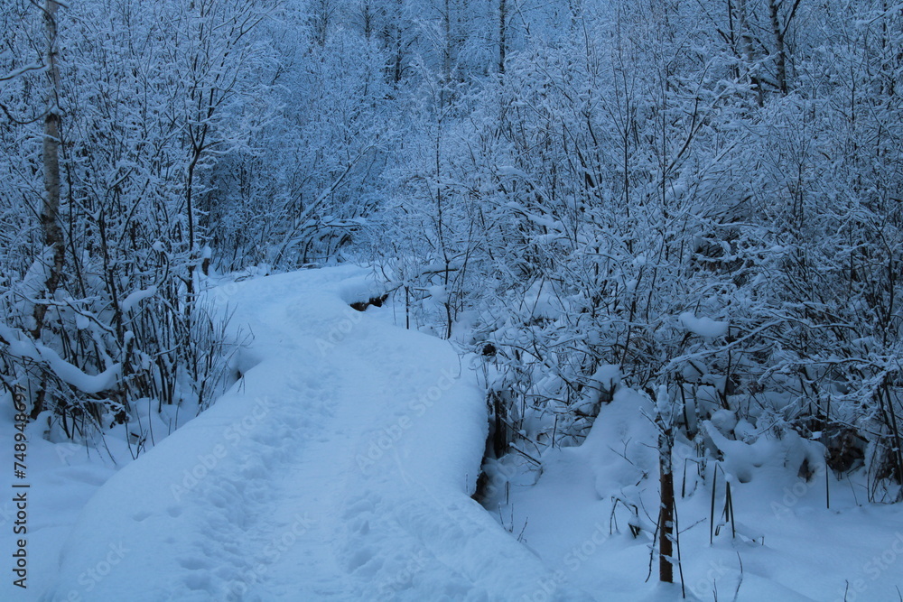 snowy white road between trees snowy white road between trees