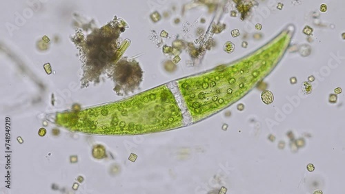 Freshwater Closterium algae (unicellular charophyte green algae) - optical microscope x200 magnification photo
