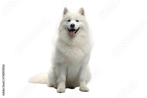 Samoyed dog on a transparent background © Thanawat