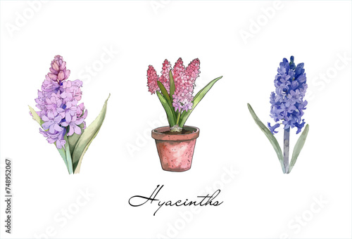 Pink purple hyacinth collection watercolour drawing isolated on transparent background