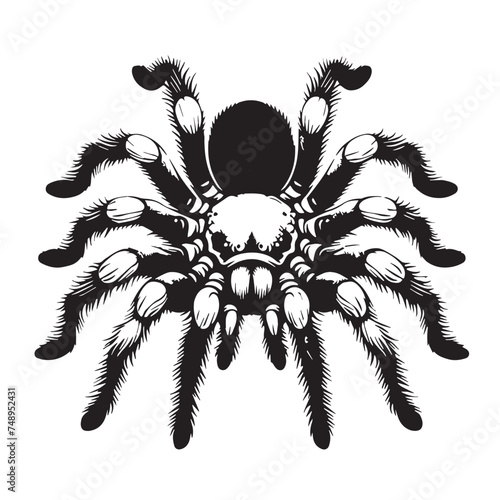 Vintage Retro Styled Vector Tarantula Silhouette Black and White - illustration