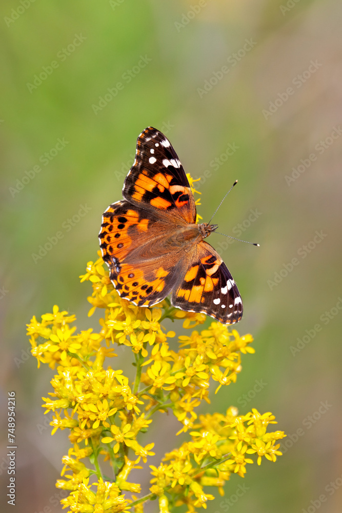 Obraz premium Painted Lady Butterfly on a Goldenrod Flower