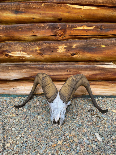 Big horn sheep skull at Dick Proenneke's cabin. Ovis dalli, also known as the Dall sheep or thinhorn sheep, is a species of wild sheep native to northwestern North America.  photo