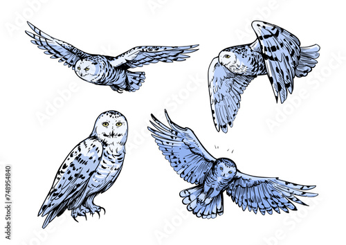 White polar owl, sketch illustration, hand drawn, black outline, engraving style