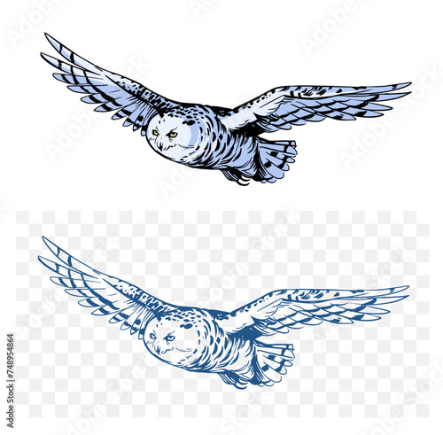 White polar owl, sketch illustration, hand drawn, black outline, engraving style
