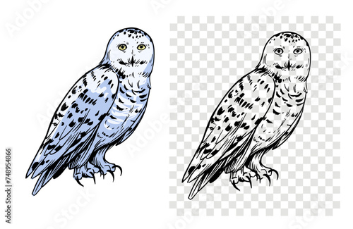White polar owl, sketch illustration, hand drawn, black outline, engraving style