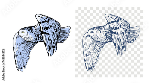 White polar owl, sketch illustration, hand drawn, black outline, engraving style