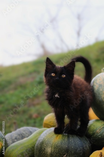 cute brown cat autumn pumpkin aesthetic