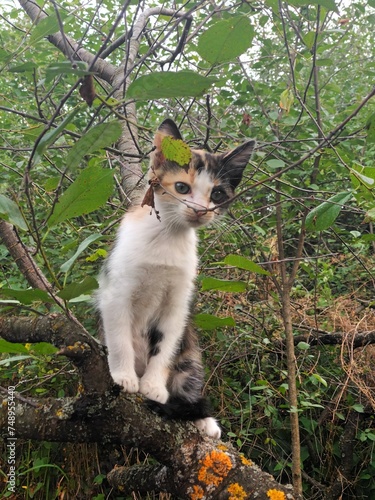 cute white brown black cat babykatze nature