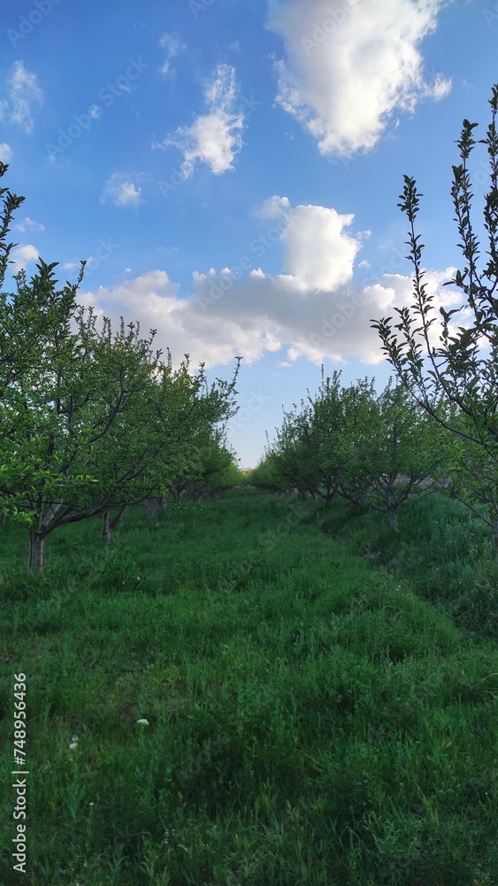 Obraz premium trees in the mountains