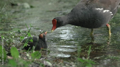 Baby bird gets fed by common gallinule parent (close up) photo