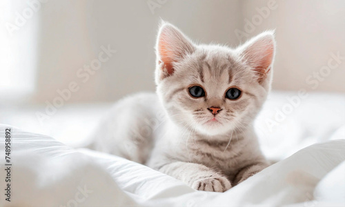 cute kitten in bed. Selective focus.