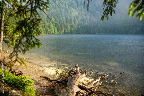 Summer rain at lake Feldsee, Black Forest, Germany. The small lake is in a nature reserve surrounded by coniferous trees with deadwood on the shore in the foreground.
