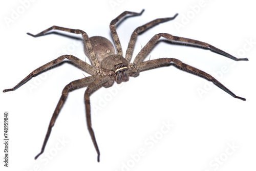 Closeup of the giant crab or banana spider Heteropoda venatoria (Araneae: Sparassidae), a tropical huntsman spider from Asia photographed on white background.
