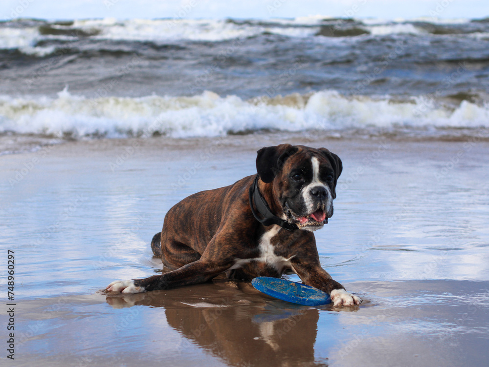 Beautiful German boxer is posing lying on the beach at the sea 