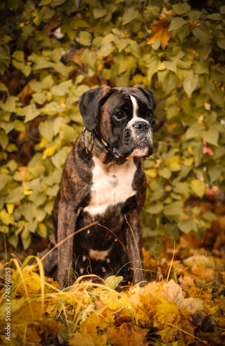 Beautiful brindle boxer dog is posing outside outdoors on fallen leaves in autumn, portrait with a big head on yellow leaf’s colour photo