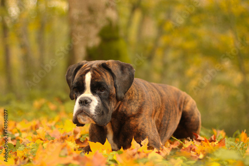 Obraz na plátně Beautiful brindle boxer dog is posing outside outdoors on fallen leaves in autum