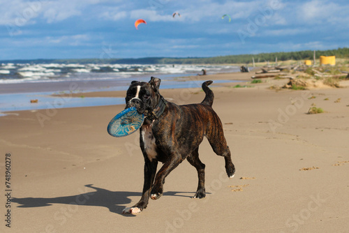 Beautiful dark brindle german boxer is running playing with a blue frisbee disc toy on the beach at the sea