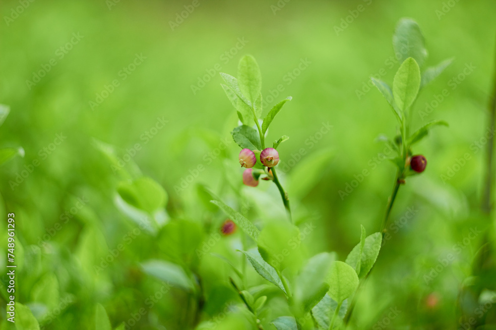 Blueberry flowers (Vaccínium myrtíllus) in spring forest
Blueberry flowers (Vaccínium myrtíllus) in spring forest