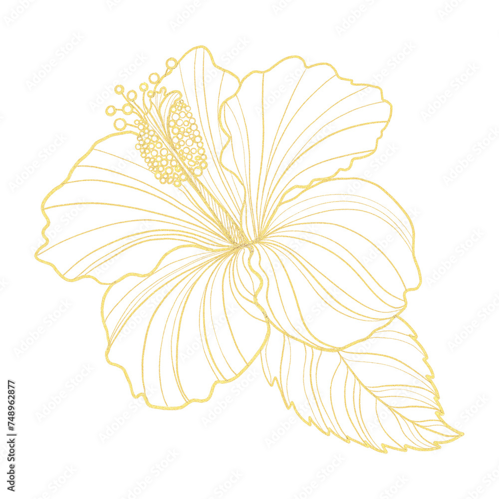 Gold outline illustration with hibiscus flower Gold outline illustration with hibiscus flower