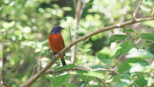 Colorful painted bunting bird in a tree