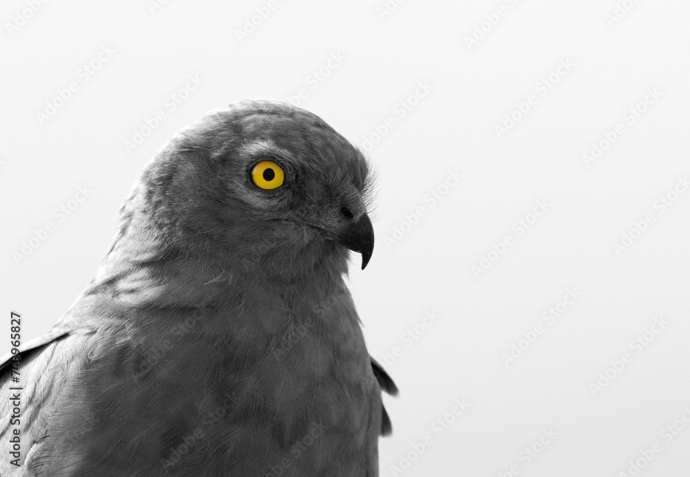 Fototapeta premium Portrait of a Montagu's harrier at Bhigwan bird sanctuary, India