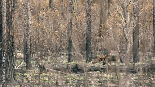 Florida wild turkey in burnt pine forest