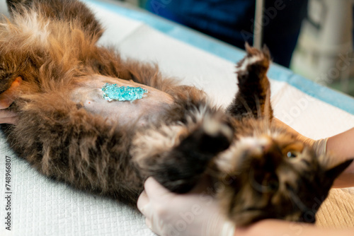 close-up in a veterinary clinic of a cat being held in prone position with lubricant on its stomach