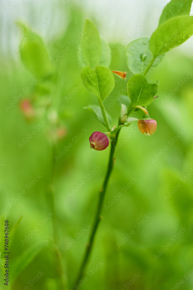 Blueberry flowers (Vaccínium myrtíllus) in spring forest
Blueberry flowers (Vaccínium myrtíllus) in spring forest