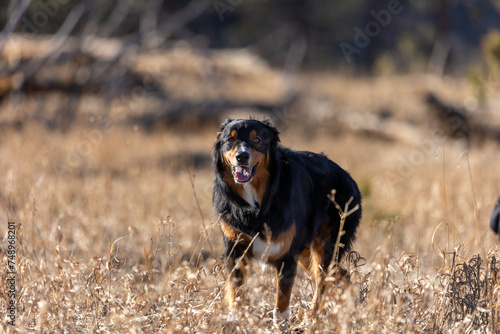 Dog Running Through Colorado Open Fields in Summer Season