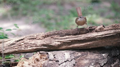 Carolina wren bird eats worms out of wood