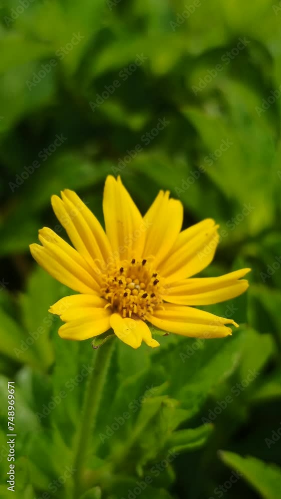yellow flower yellow flower