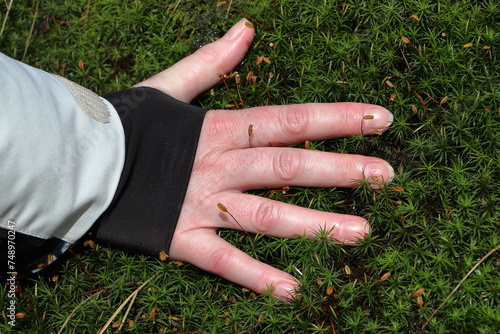 Hand on moss. Fresh Green Moss Bryopsida Sensu. photo