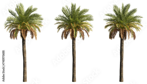 set of palm trees, 3D rendering with transparent background photo