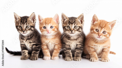 Four cute kittens sitting on a white background