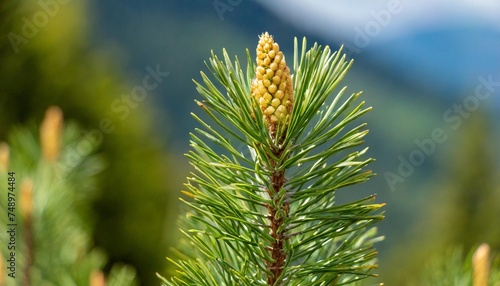 pinus mugo turra mountain pine blackhorn pine dwarf mountain pine variety in natural habitat young twisted shoot on a blurred background