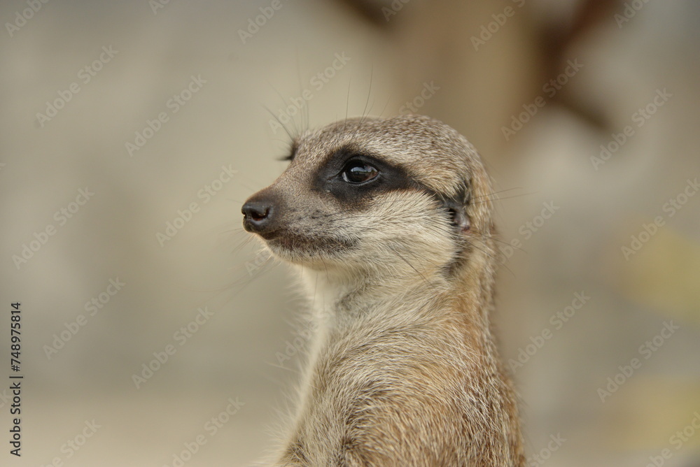 meerkat on guard duty meerkat on guard duty