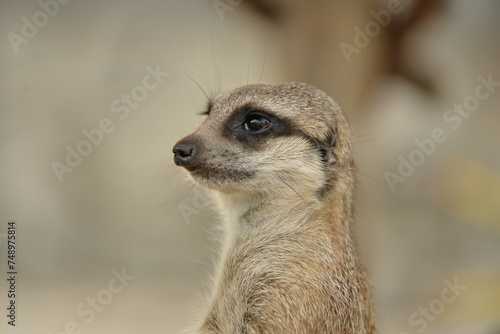 meerkat on guard duty © Johny Luna