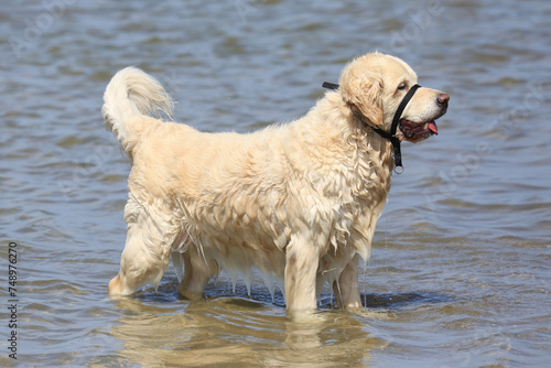 Hund spielt am Strand