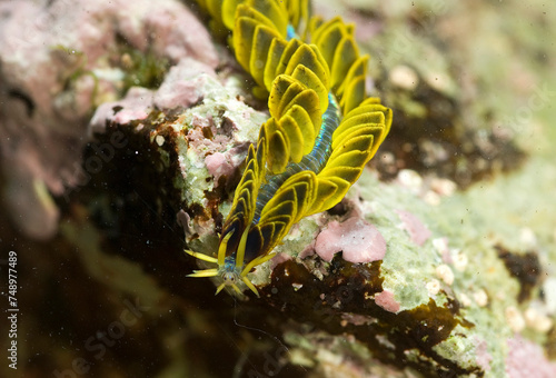 Paddle worm Verme pagaia (Phyllodoce  paretti). Porto Conte. Alghero, SS, Sardegna, Italy