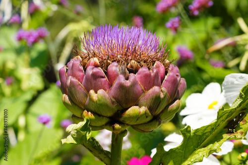 Globe Artichoke 