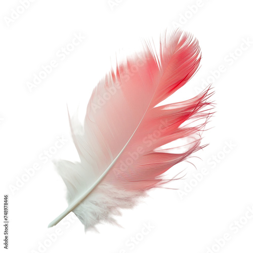 Red bird feather isolated on transparent background.