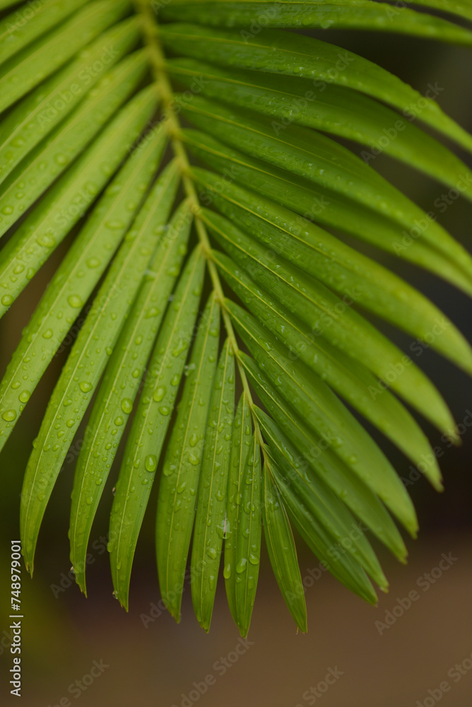 The green palm leaves after rain The green palm leaves after rain