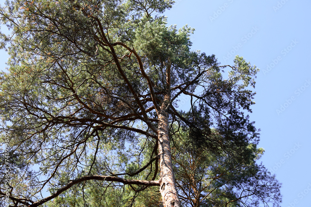 Fototapeta premium A high pine and the sky