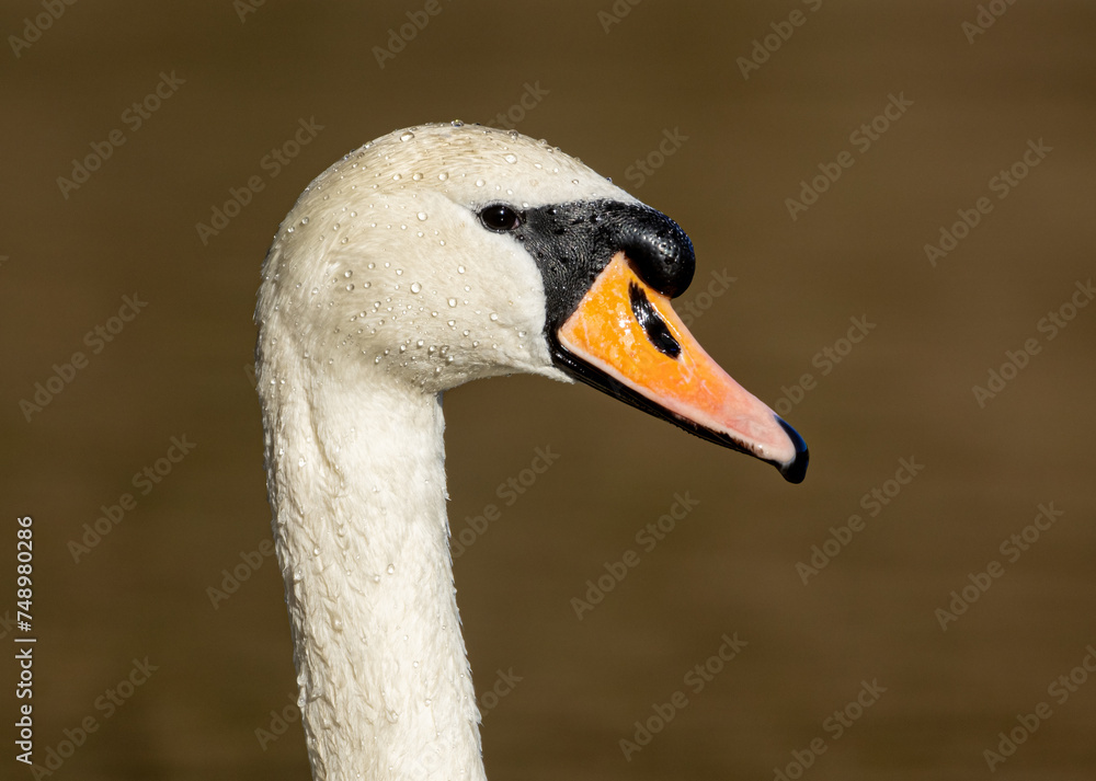 Fototapeta premium Close up portrait of a mute swan