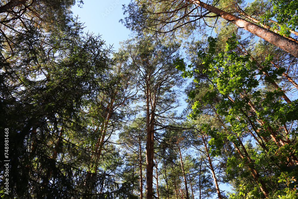 Obraz premium Pinewood and sky