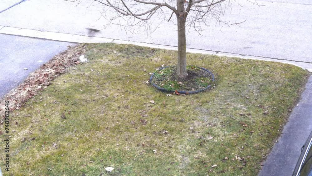 A flock of quails is looking for food on the winter grass A flock of quails is looking for food on the winter grass