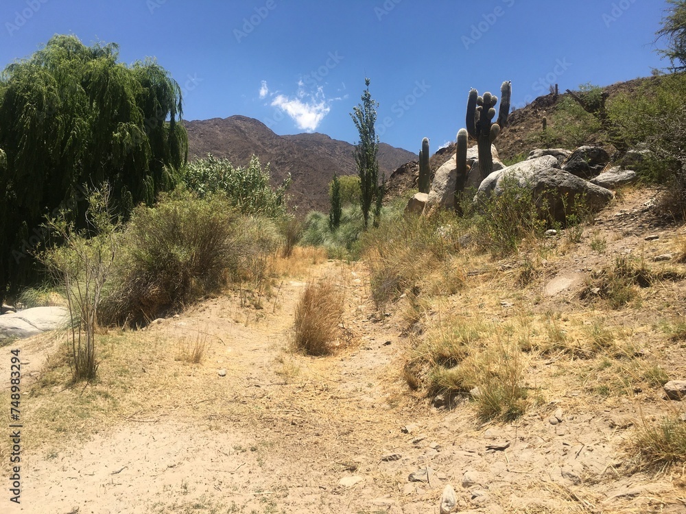 Landscape with cactus and desert in Salta Cachi Argentina